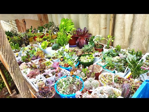 Видео: Обзор 🌵🌿/ Вынесла  суккуленты на улицу