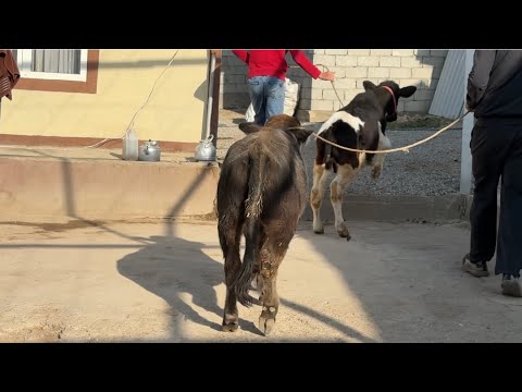 Видео: БУКАЧАИ ФРУШИ ДУСАР БУКА 24 октября 2025 г.