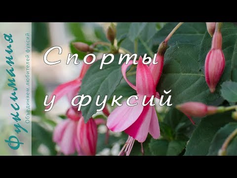 Видео: Спорты у фуксий
