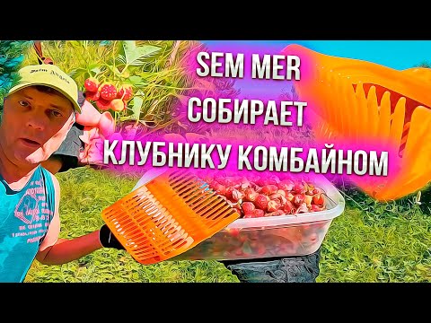 Видео: Sem Mer собирает клубнику комбайном море клубники !!!