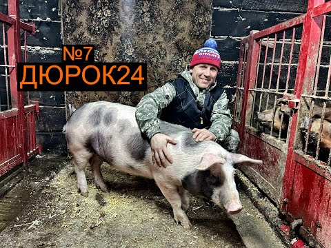 Видео: №7 Пьетрен(Макстер) в нашем хозяйстве!