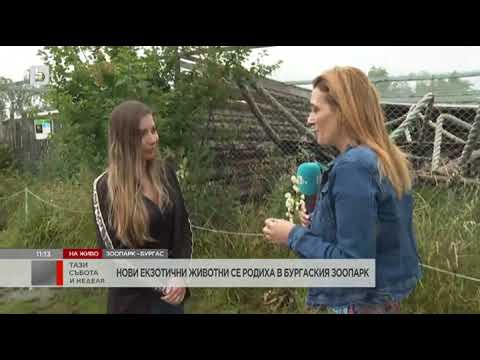 Видео: Тази събота и неделя: Нови животни в бургаския зоопарк