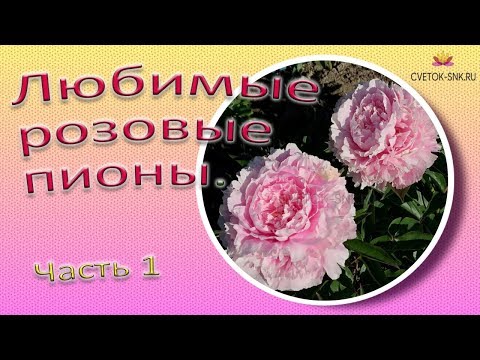 Видео: Любимые розовые пионы. Часть 1 / Сад Ворошиловой