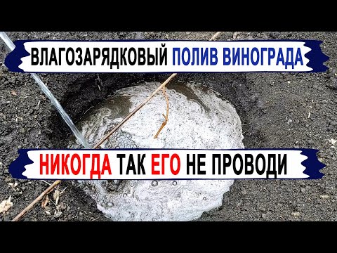 Видео: 🍇 Как правильно провести ВЛАГОЗАРЯДКОВЫЙ ПОЛИВ ВИНОГРАДА!  Не допускай ЭТИ ОШИБКИ.