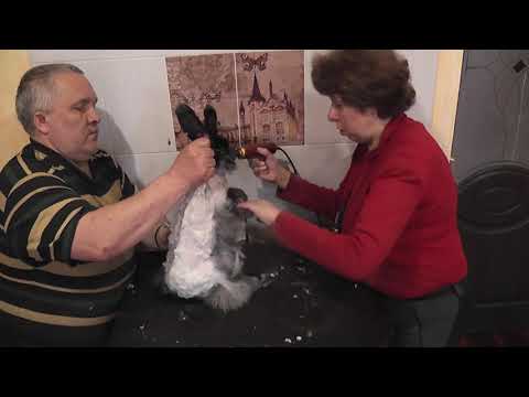 Видео: Стрижка кроликов породы "немецкая ангора"