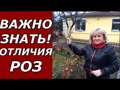 Видео: Как отличить чайно - гибридную розу от флорибунды ?