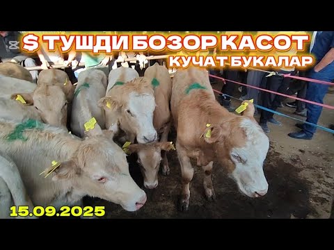 Видео: Кучат букалар нархи тушди оладигон вакт келди Ан. Кургонтепамолбозор 2025