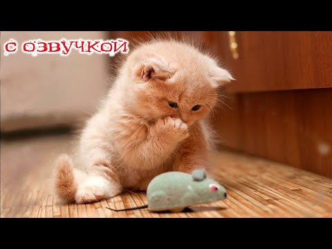 Видео: Приколы с котами! Смешные коты! С ОЗВУЧКОЙ! Самые смешные животные! Засмеялся подписался!