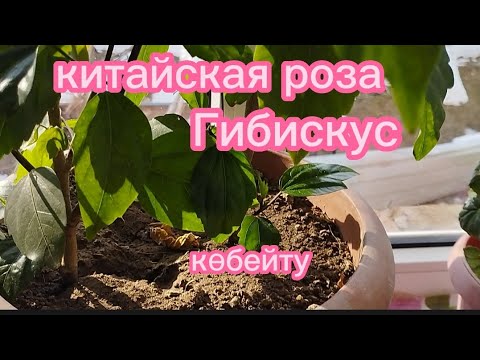 Видео: Гибискус.Қытай раушаны.Китайская роза . Көбейту.Гүлдер әлемі.🌷#гулдер #өсімдік