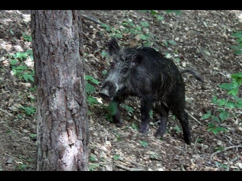 Видео: Състезание в гатер за ловни кучета за купите на ЛРС Самоков 2015