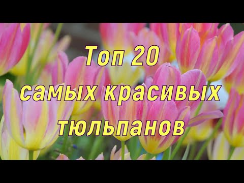 Видео: Самые красивые тюльпаны. Топ-20.