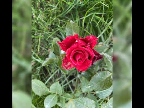 Видео: ЗКС та Окулянти - додаткова інформація. Прохання поділитись думками.