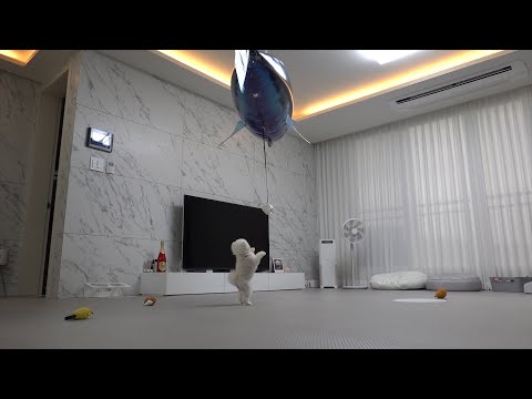 Видео: Щенок крадет лакомство у плавающей акулы