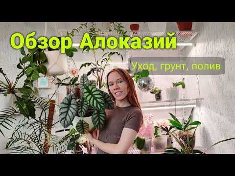 Видео: БОЛЬШОЙ обзор АЛОКАЗИЙ | Уход, грунт, секреты качественного роста