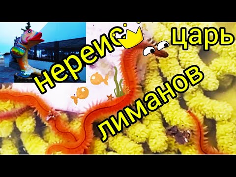 Видео: Нереис среда обитания, наживка для рыбалки.