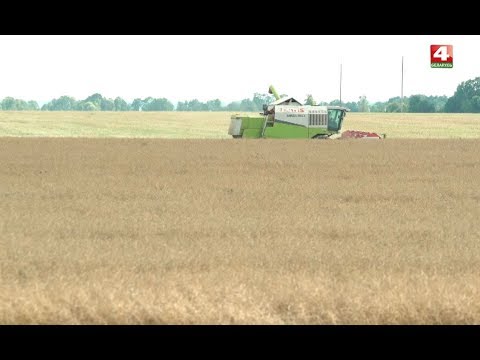 Видео: Новости Гродно. Уборочная в СПК Свислочь. 23.07.2019