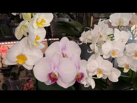Видео: Новая Орхидея из Обзора