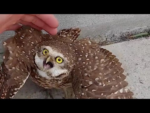 Видео: Мужчина Нашел на Земле Совенка и Пытается Помочь. Вот это Реакция!