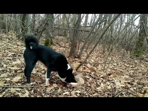 Видео: Охота на куницу с лайкой . И о том как рана начала работать собачка  .