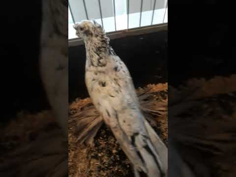 Видео: Голуби на продажу