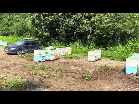 Видео: Кочевка на липу 2025