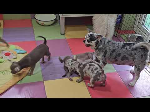 Видео: Провожаем в новые дома малышей чихуахуа ЯСЛИ #питомник #Кастропуло #Крым 