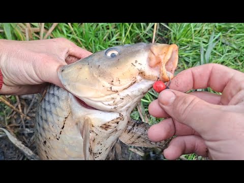 Видео: Скажений кльов корпа в жовтні навіть не очікував!