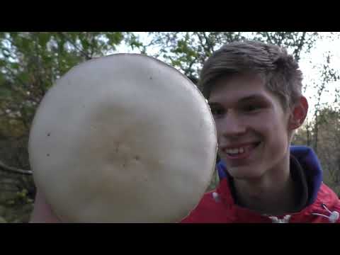 Видео: ГРИБЫ В САДУ! БОЛЬШОЕ РАЗНООБРАЗИЕ ГРИБОВ В ЯБЛОЧНОМ САДУ!