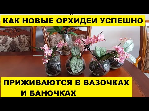 Видео: НОВЫЕ ОРХИДЕИ ПРИЖИВАЮТСЯ УСПЕШНО В БАНОЧКАХ И ВАЗОЧКАХ