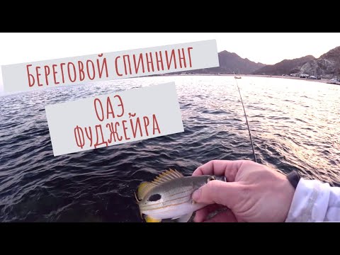 Видео: Особенности берегового спиннинга в ОАЭ (Фуджейра, Оманский залив)