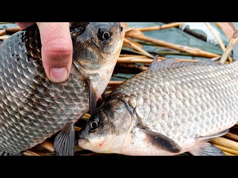 Видео: РЫБАЛКА НА КАРАСЯ РАННЕЙ ВЕСНОЙ!! ЗАБРАЛИСЬ В САМЫЕ ДЕБРИ, И ВЕСЬ КРУПНЯК ЗДЕСЬ!!