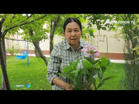 Видео: Mendаn ketguncha, egasiga yetguncha