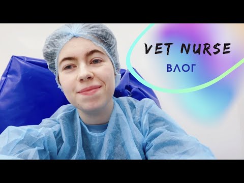 Видео: день из жизни ветеринарной медсестры