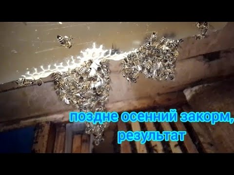 Видео: Поздне осенний закорм. Результат ( полное видео в платном ТГ )