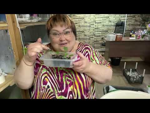 Видео: укоренились черенки гортензии. что делаю