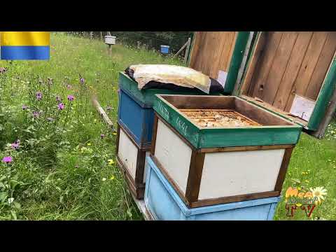 Видео: Селекційний інструмент-як без нього....