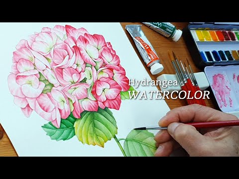 Видео: гортензия/ акварель