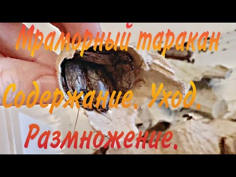 Видео: Мраморный таркан. Содержание. Уход. Размножение.