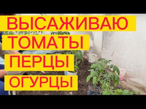 Видео: ЧТО КЛАСТЬ В ЛУНКУ ПРИ ПОСАДКЕ 🥒 🍅 🫑 🍆 ТОМАТОВ, ПЕРЦЕВ И ОГУРЦОВ