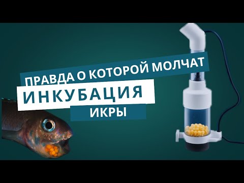 Видео: Естественная и искусственная инкубация цихлид. Cichlid Incubation: The Truth No One Tells You