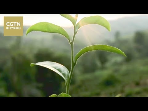 Видео: Чай - история одного листа Серия 4 Чужая земля，родная земля Часть 1 [Age 0+]