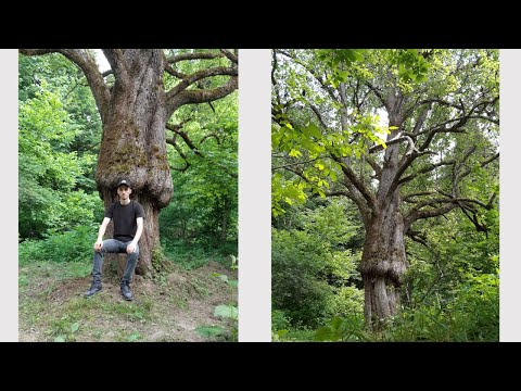 Видео: Астемир Шебзухо. "Черкесские лесосады: история одомашнивания ландшафта"