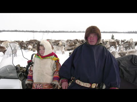 Видео: Ханты. Жизнь в стойбище оленеводов. Тут сул’там 20.05.2021
