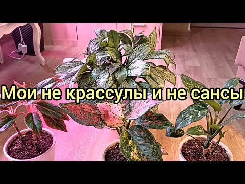 Видео: Мои не крассулы и не сансы.