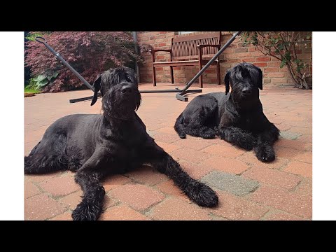 Видео: Riesenschnauzer Nayla & Umbra Мои ризеншнауцеры Найла&Умбра гуляют #riesenschnauzer#giantschnauzers