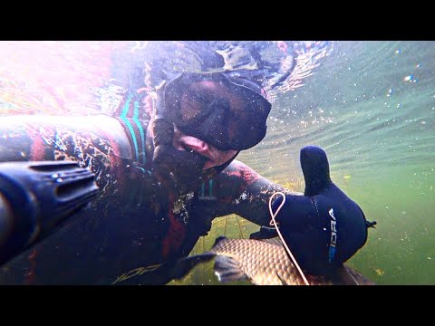 Видео: дневная подводная охота на веселовском водохранилище. осень 2022. spearfishing