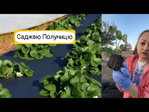 Видео: САДЖАЮ У ВІДКРИТИЙ ГРУНТ РЕМОНТАНТНУ ПОЛУНИЦЮ 