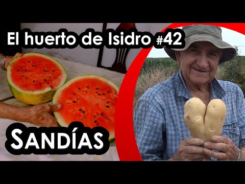 Видео: Сад Исидро #42: Арбузы