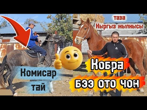 Видео: Тан каласын таза Кыргыз жылкылар ото чон