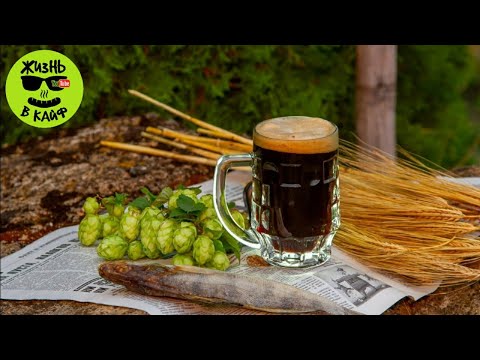 Видео: ДИКИЙ ХМЕЛЬ ДЛЯ ПИВА!!!!